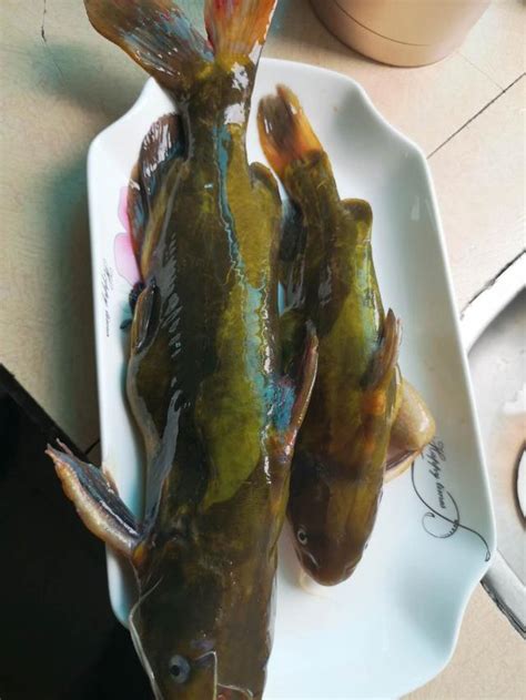 方魚是什麼魚